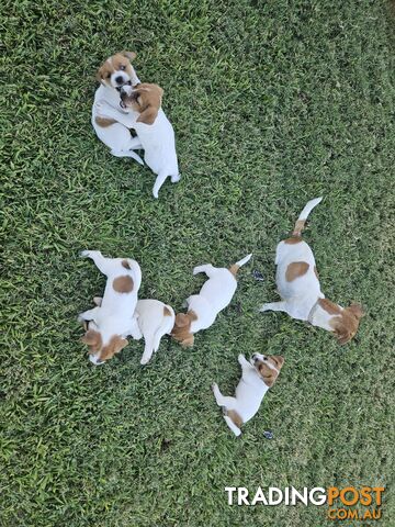 Only 3 available -  Jack Russlle Puppies