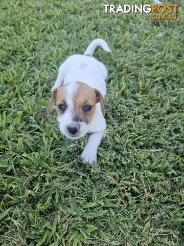 Playful Jack Russlle puppies