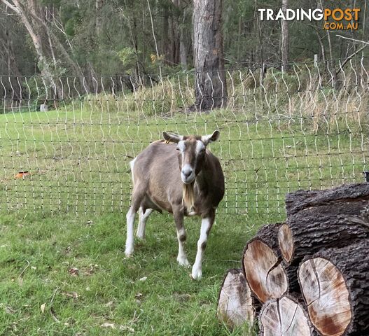 Toggenburg Milking Goat