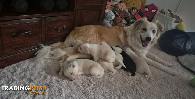 BORDER COLLIE PUPS FOR SALE