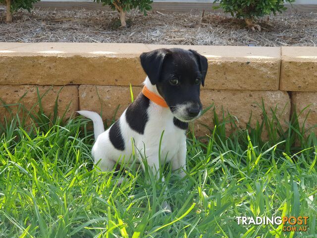 5 purebred standard fox terrier puppies