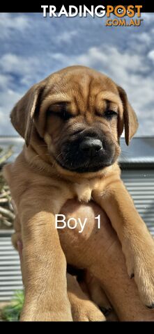 Mastiff puppies