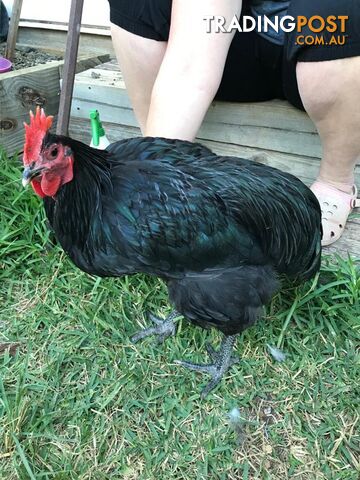 Black Australorp Rooster