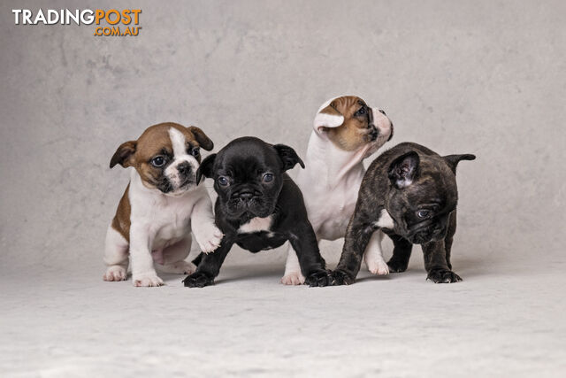 French Bulldog Puppies 4 Sale