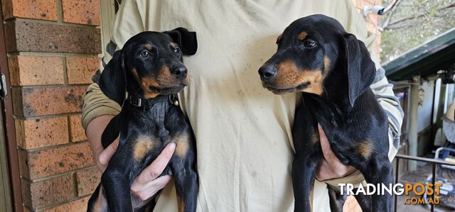 Doberman puppies