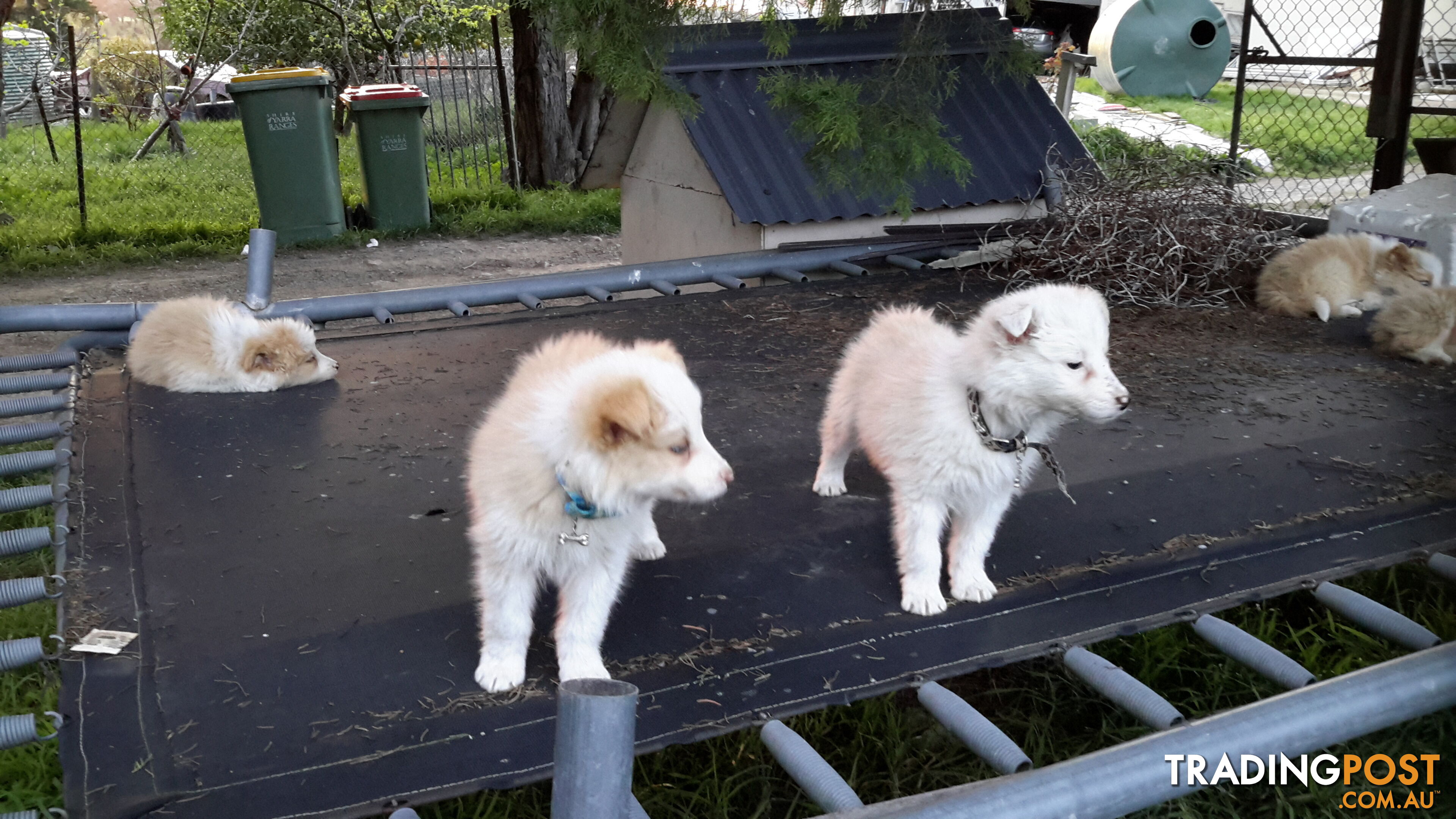 Border Collie puppy