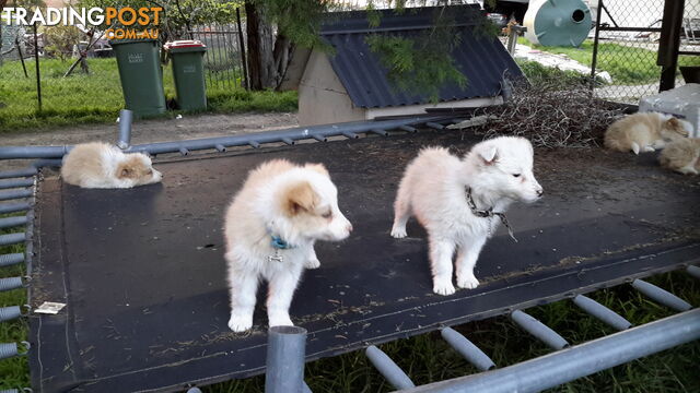 Border Collie puppy