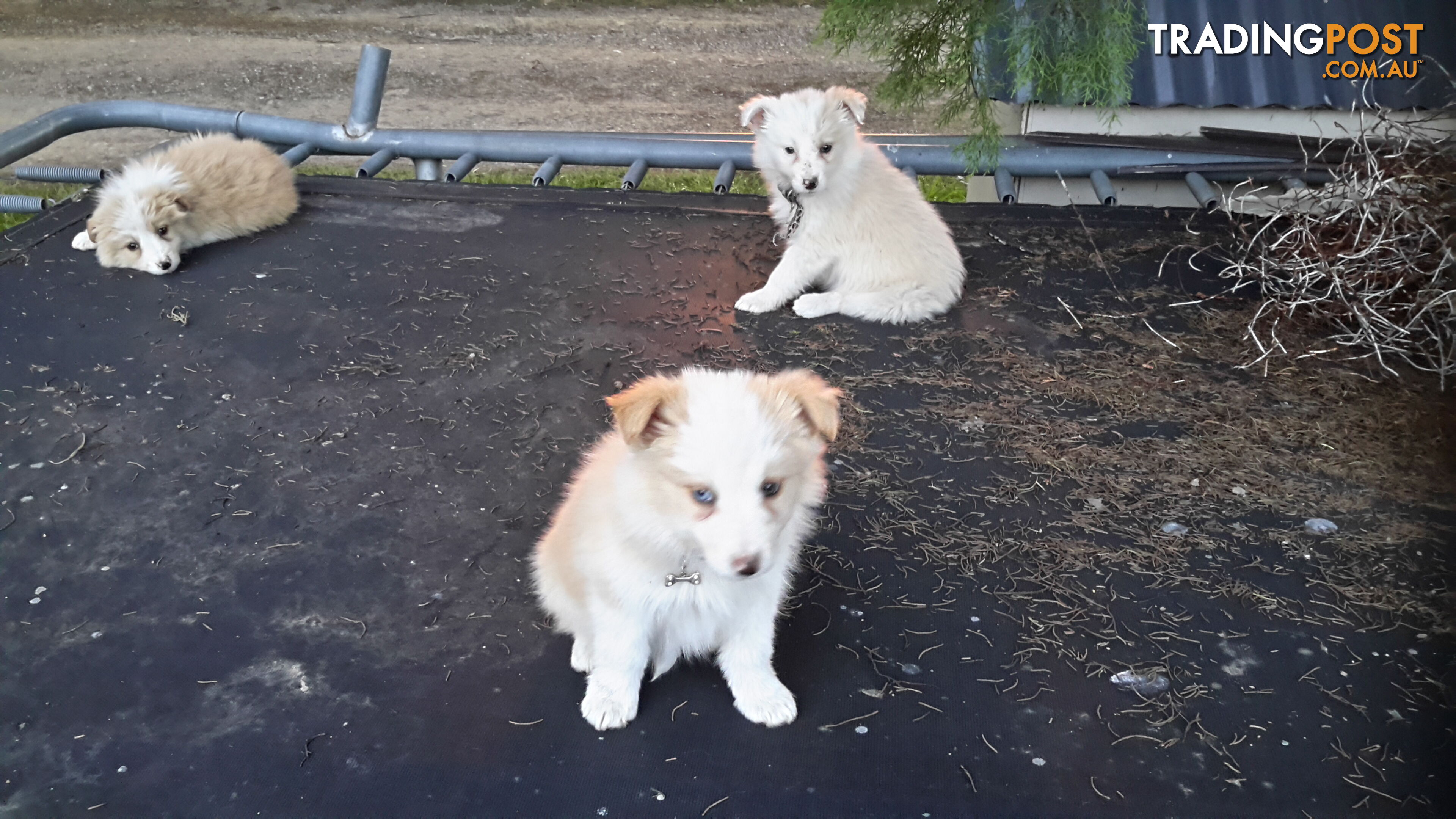 Border Collie puppy