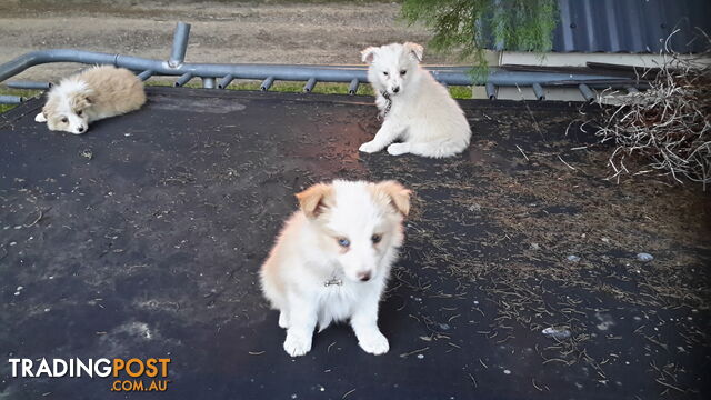 Border Collie puppy