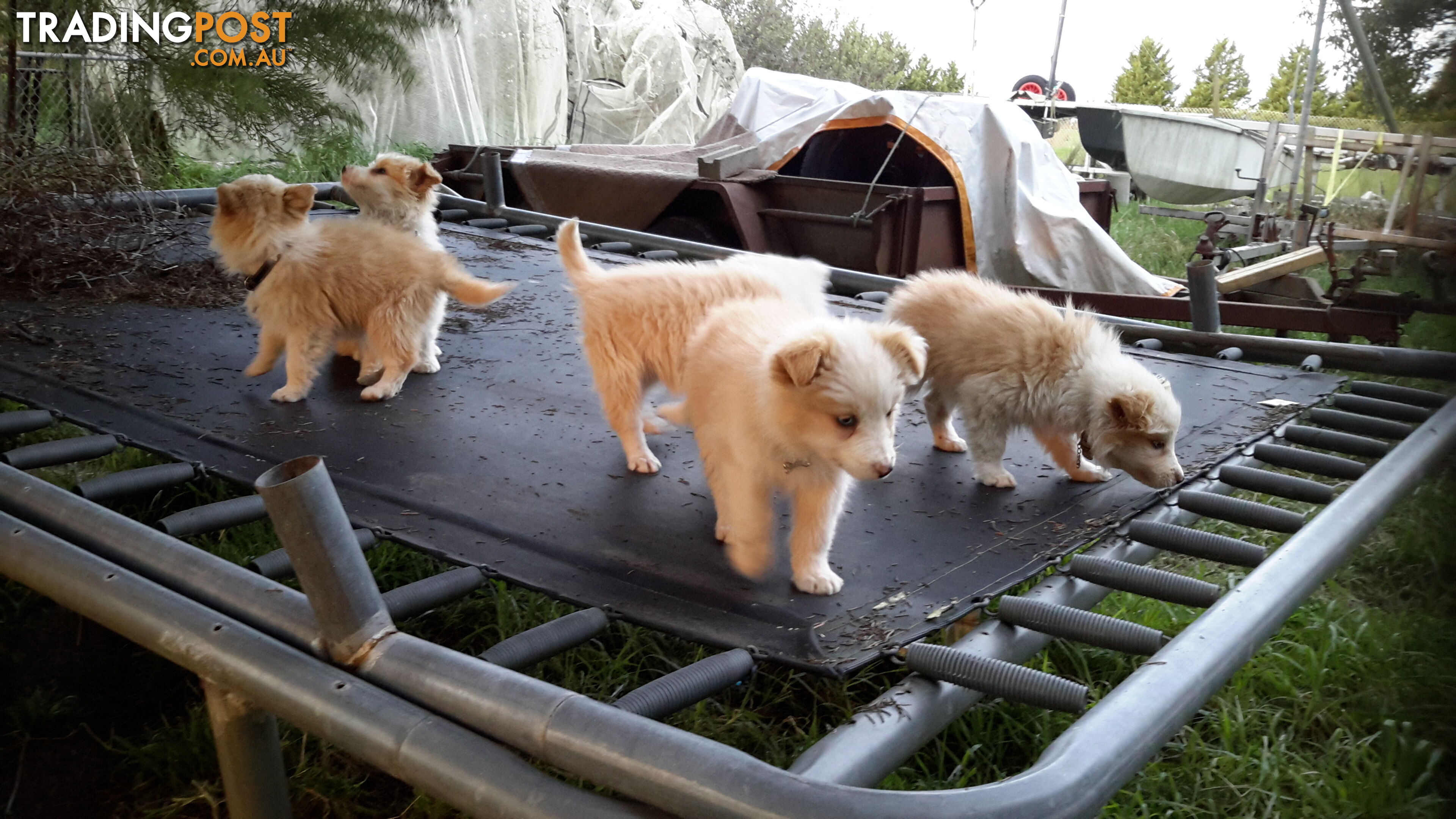 Border Collie puppy