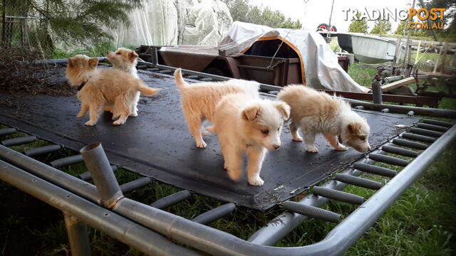 Border Collie puppy