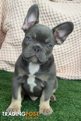 Pedigree French Bulldog Puppies – Chocolate & Tan and Lilac