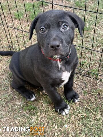 Border collie x kelpie puppies