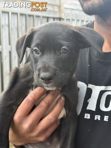 Border collie x kelpie puppies