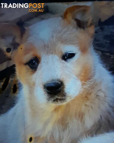 Australian cattle dog pups