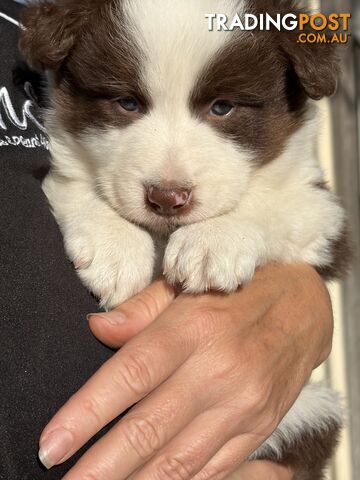 Purebred border collie puppies