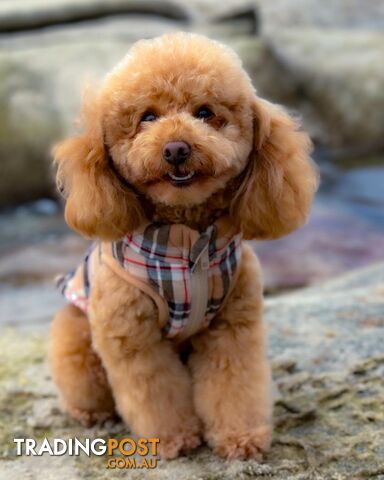 Red Toy Poodle ( stud service only )
