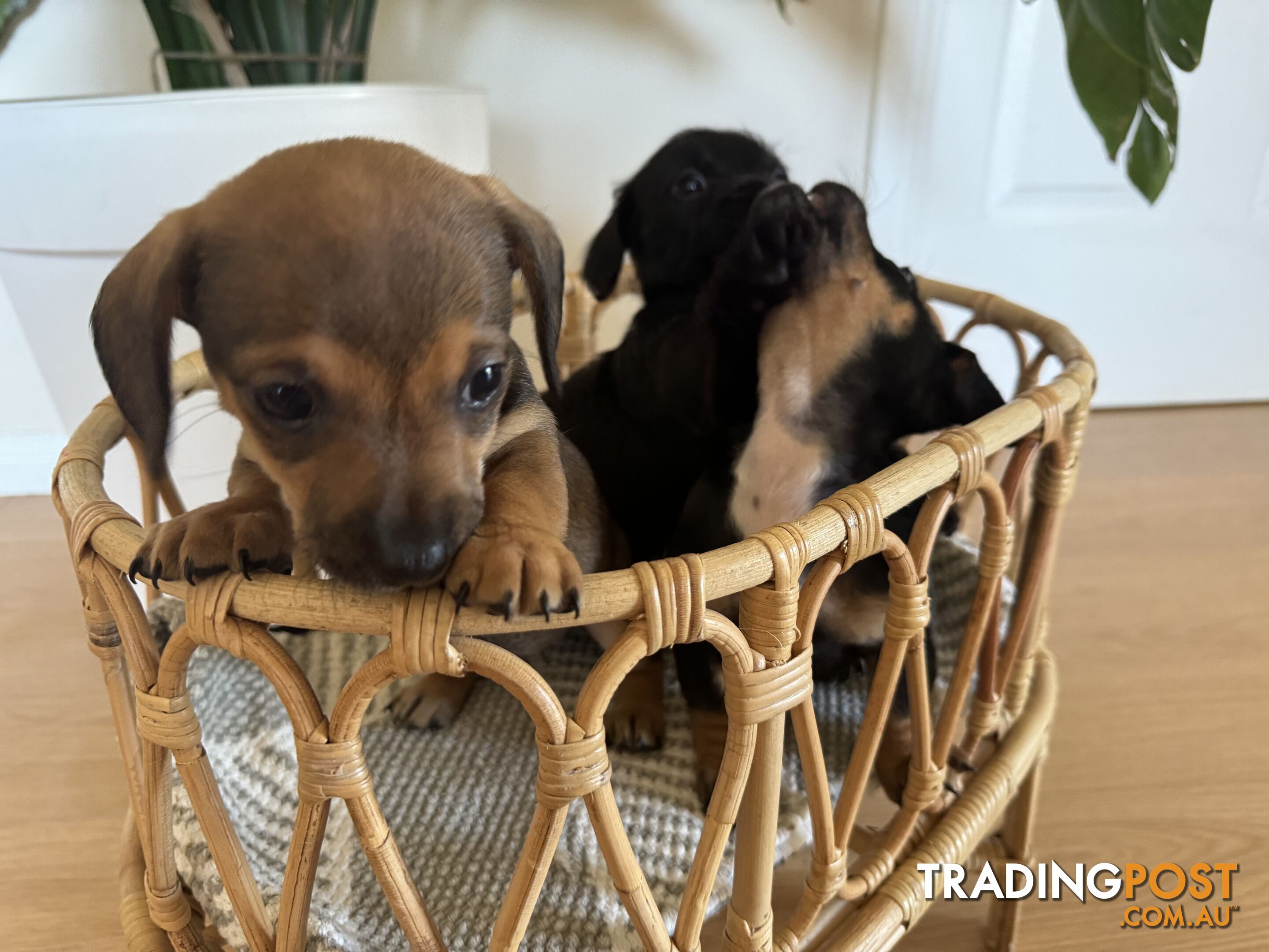 Daschsund x Jack Russell Terrier Puppies