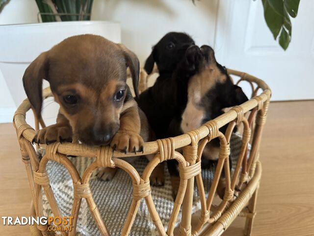 Daschsund x Jack Russell Terrier Puppies