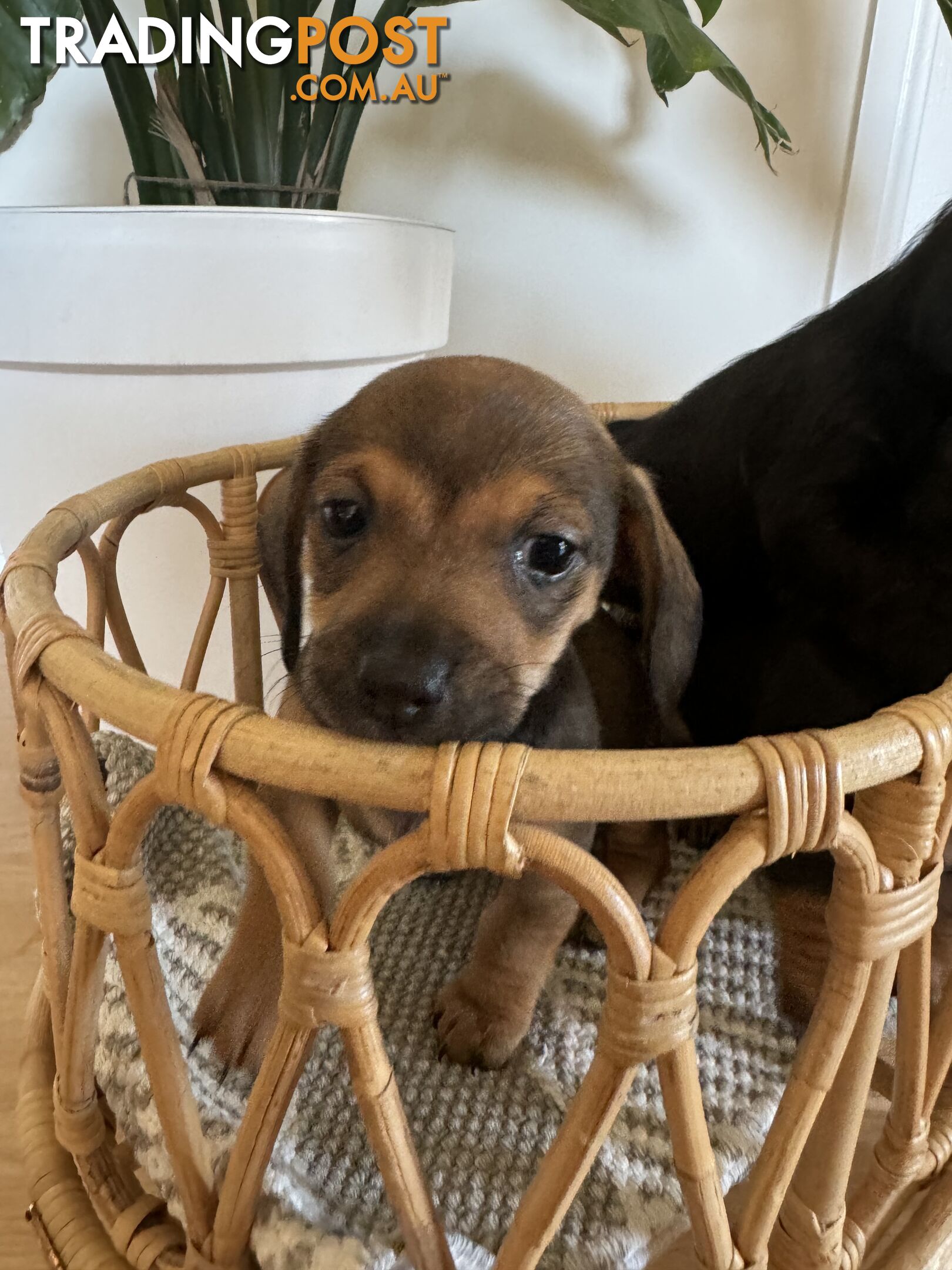 Daschsund x Jack Russell Terrier Puppies