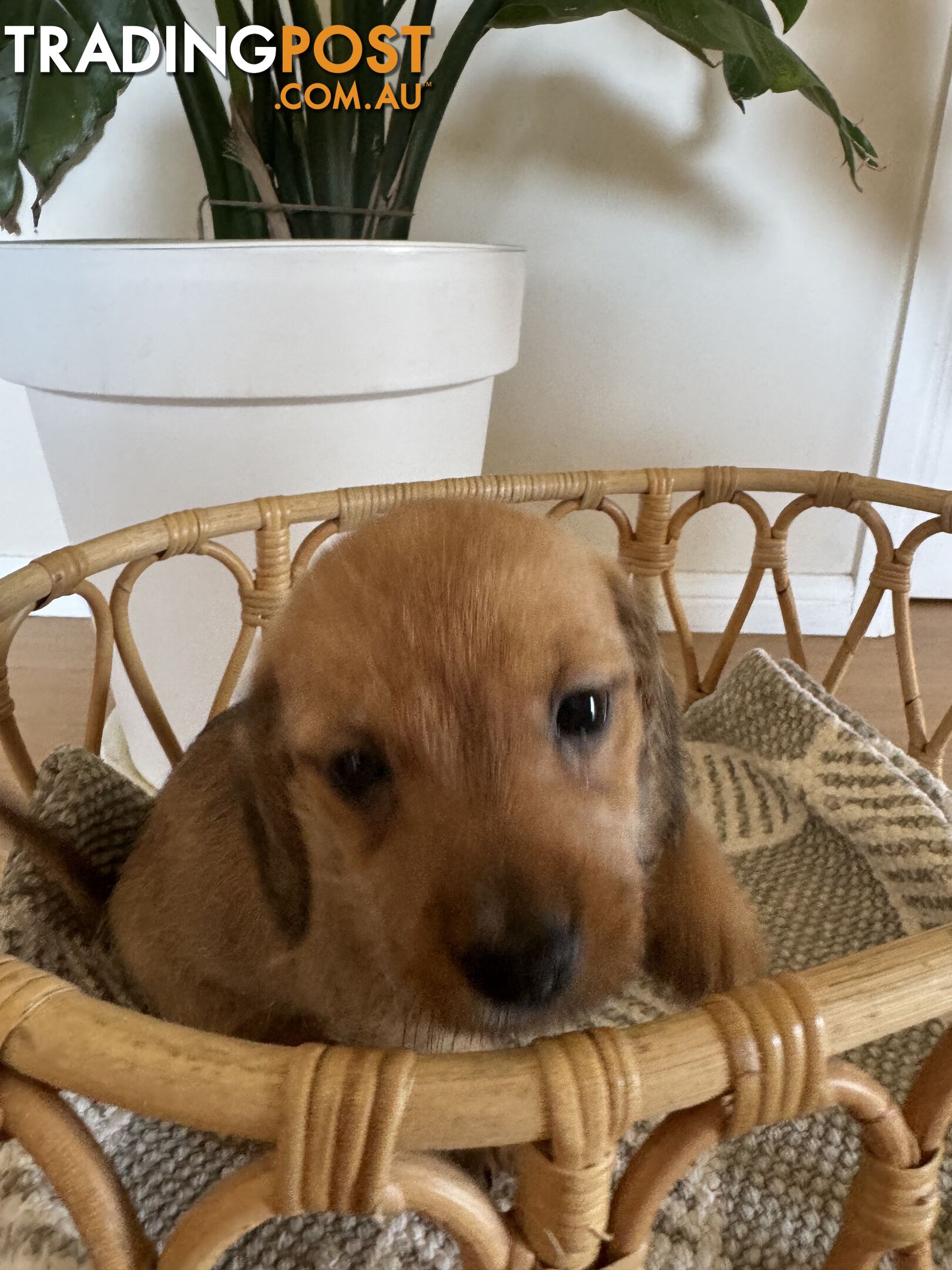 Daschsund x Jack Russell Terrier Puppies