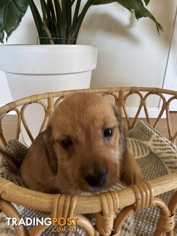 Daschsund x Jack Russell Terrier Puppies