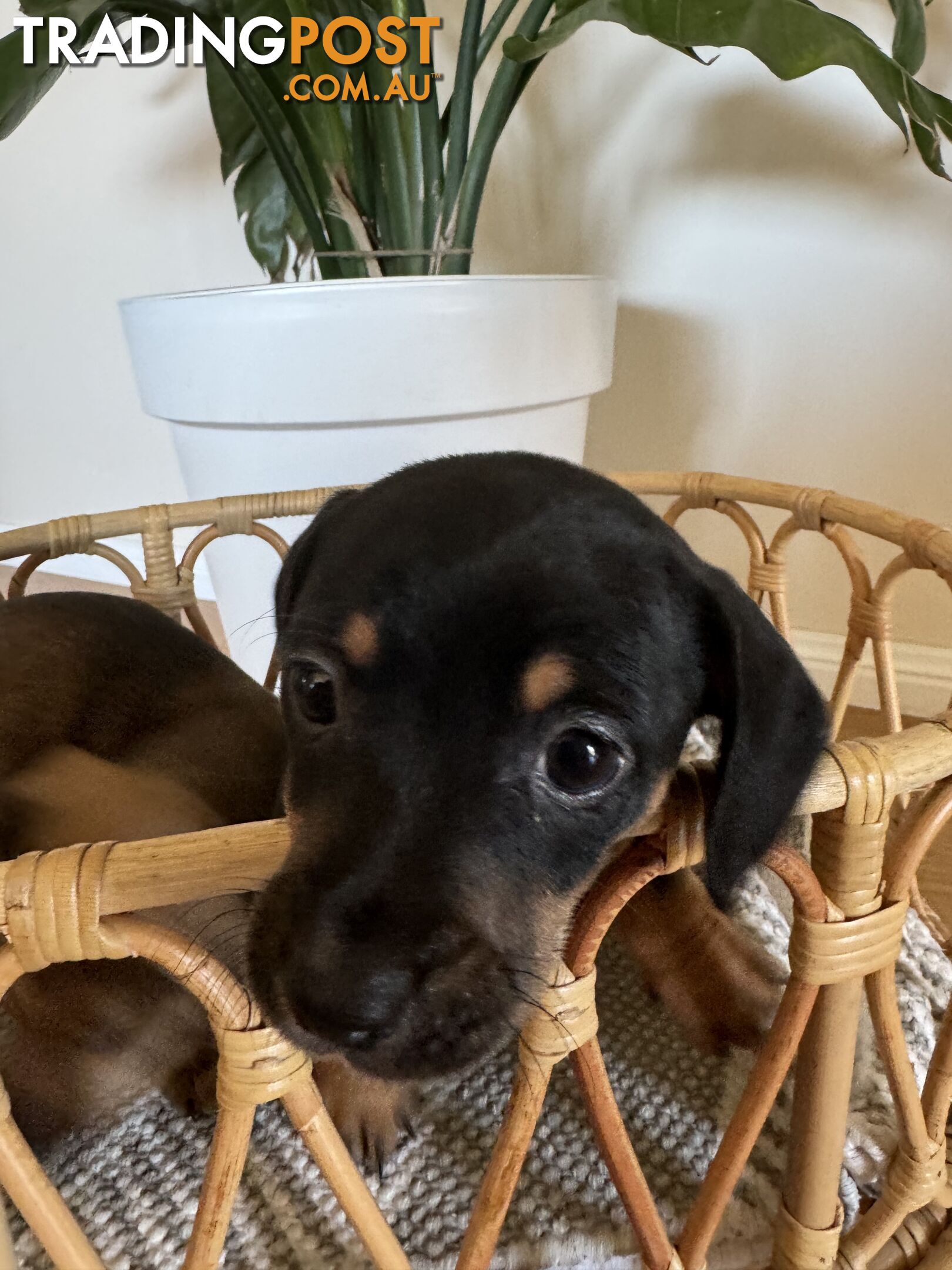 Daschsund x Jack Russell Terrier Puppies