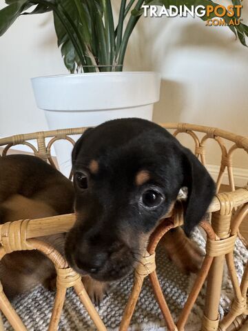 Daschsund x Jack Russell Terrier Puppies