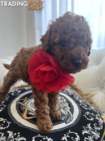 Red Toy poodle puppies looking for new home