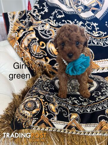 Red Toy poodle puppies looking for new home