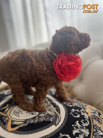 Red Toy poodle puppies looking for new home