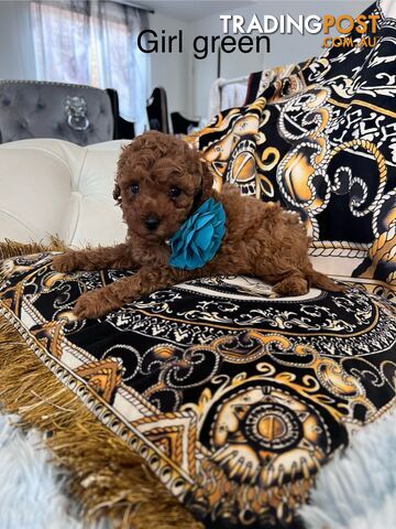 Red Toy poodle puppies looking for new home