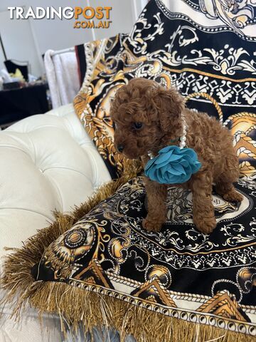 Red Toy poodle puppies looking for new home