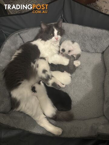 3/4 Ragdoll X 1/4 Domestic Kittens