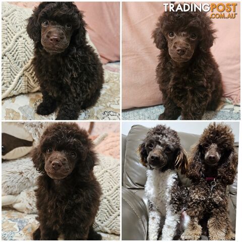 Toy poodle puppies