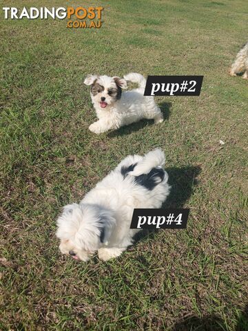 Maltese x shihtzu puppies