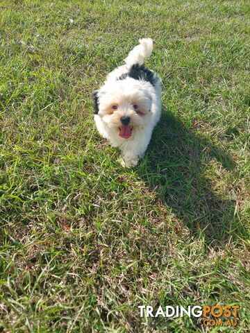 Maltese x shihtzu puppies