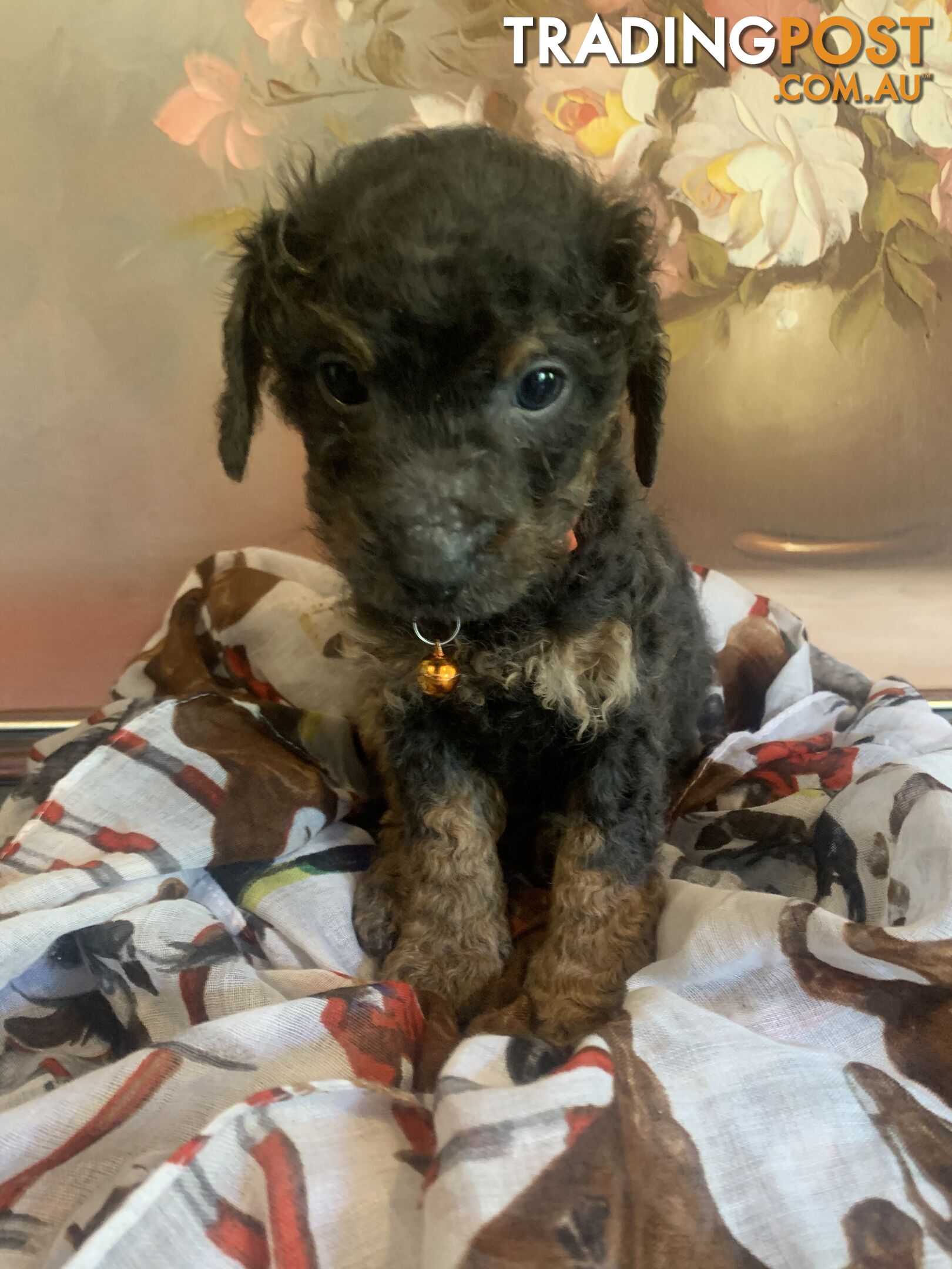 Bouncing baby teeny-tiny toy rare black, gray, tan, hazel-eyed  Cavoodles