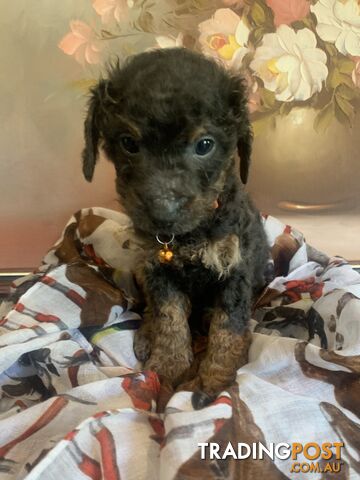 Bouncing baby teeny-tiny toy rare black, gray, tan, hazel-eyed  Cavoodles