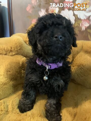 Bouncing baby black toy Cavoodles