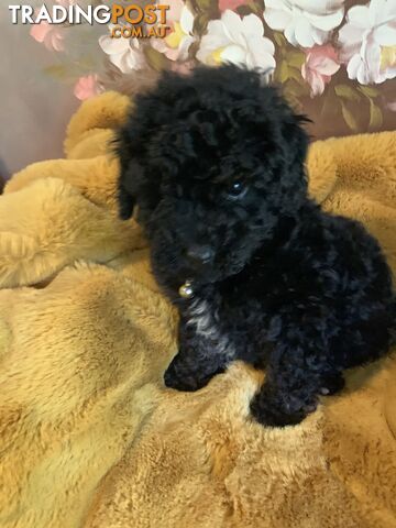 Bouncing baby black toy Cavoodles