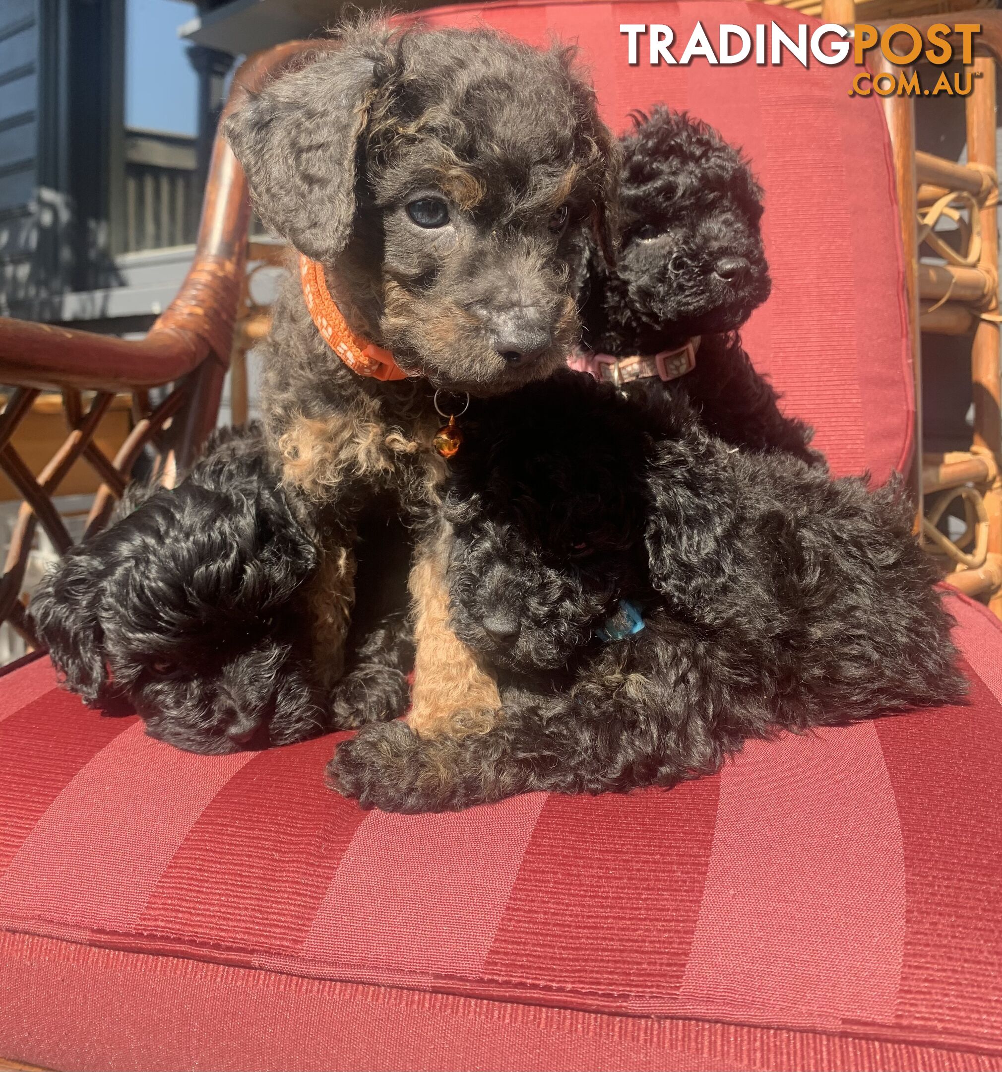 Bouncing baby teeny-tiny toy rare black, gray, tan, hazel-eyed  Cavoodles