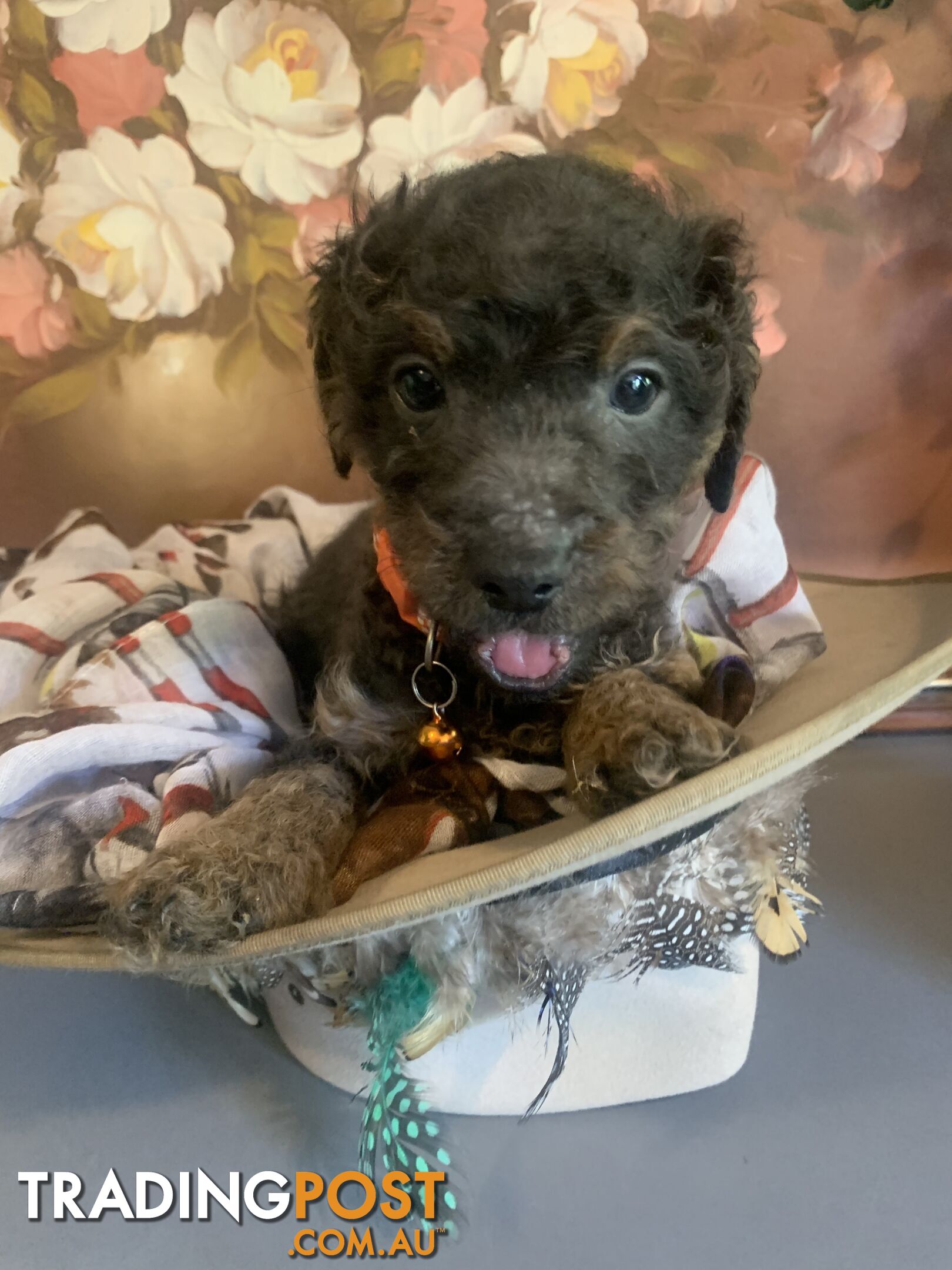 Bouncing baby teeny-tiny toy rare black, gray, tan, hazel-eyed  Cavoodles