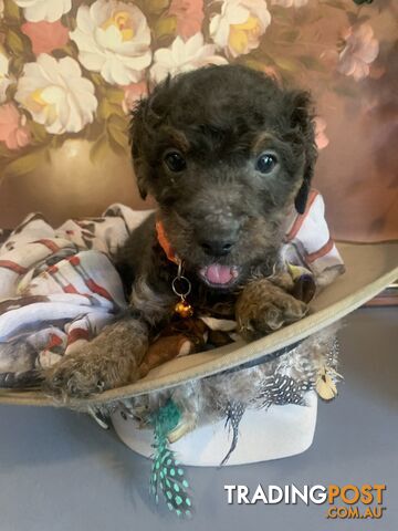 Bouncing baby teeny-tiny toy rare black, gray, tan, hazel-eyed  Cavoodles