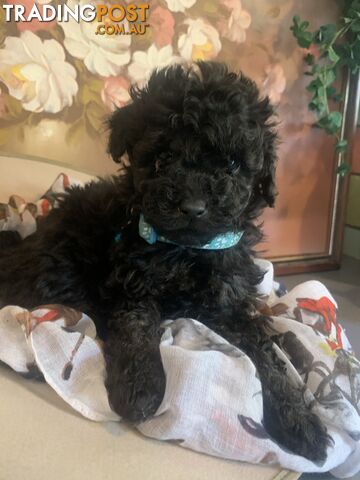 Bouncing baby black toy Cavoodles