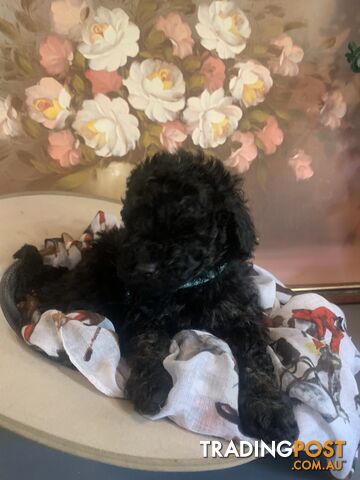 Bouncing baby black toy Cavoodles