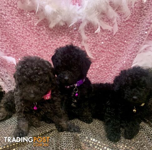 Cavoodles! Let a little ray of sunshine into your life!