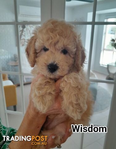 ■  6 PUREBRED MINI POODLES 3BOYS 3GIRLS, (BOTANICA)