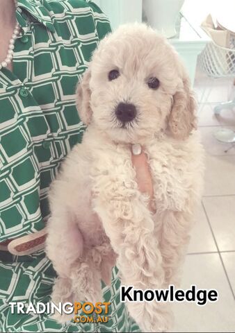 ■  6 PUREBRED MINI POODLES 3BOYS 3GIRLS, (BOTANICA)