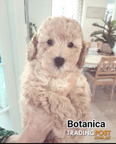 ■  6 PUREBRED MINI POODLES 3BOYS 3GIRLS, (BOTANICA)